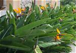 Does Strelitzia Grow Fast