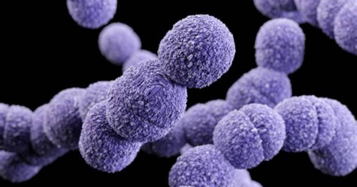 Does Streptococcus Have a Nucleus?