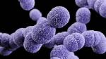Does Streptococcus Have a Nucleus?
