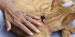 Does Stroking Cats Relieve Stress?
