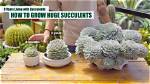 Does Succulent Grow Big