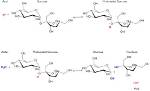 Does Sucrose React with Hcl?