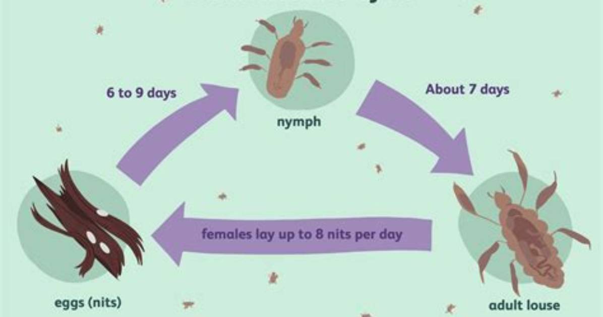 Does Suffocating Lice Work?