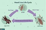 Does Suffocating Lice Work?