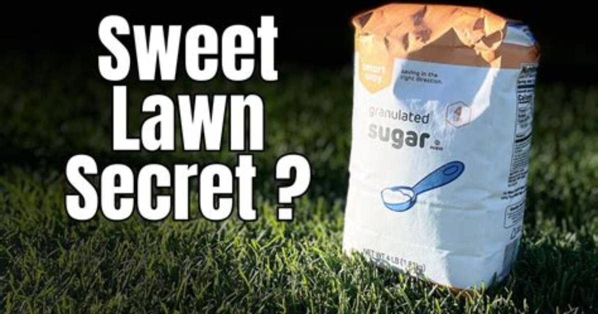 Does Sugar Help Grass