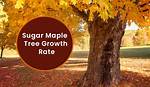 Does Sugar Maple Grow Fast?