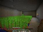 Does Sugarcane Grow Underground?