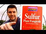 Does Sulfur Kill Aphids?