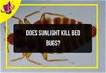 Does Sunlight Kill Bed Bugs?