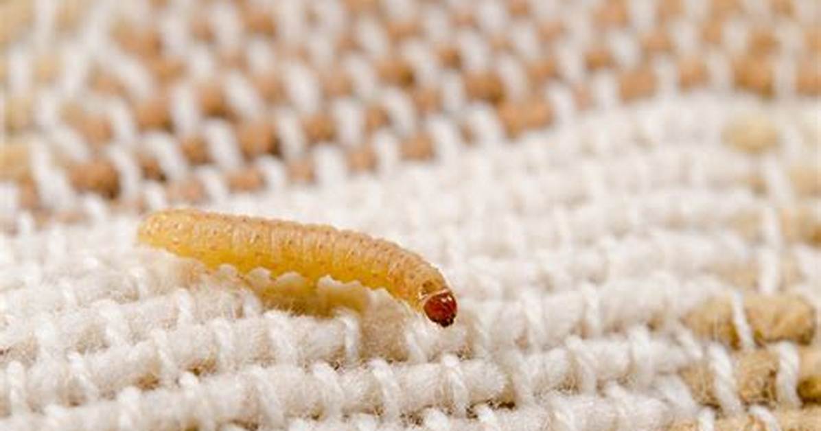 Does Sunlight Kill Moth Larvae?