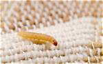 Does Sunlight Kill Moth Larvae?