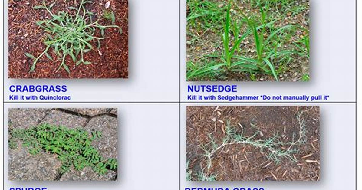 Does Surmount Kill Grass?