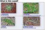 Does Surmount Kill Grass?