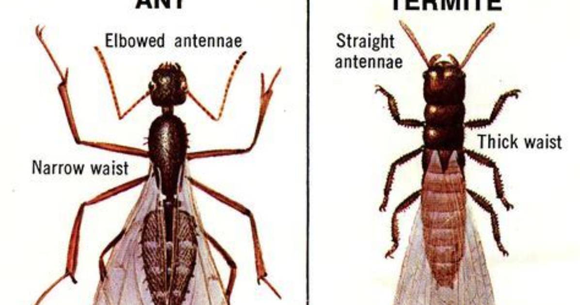 Does Swarming Termites Mean?