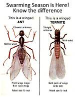 Does Swarming Termites Mean?