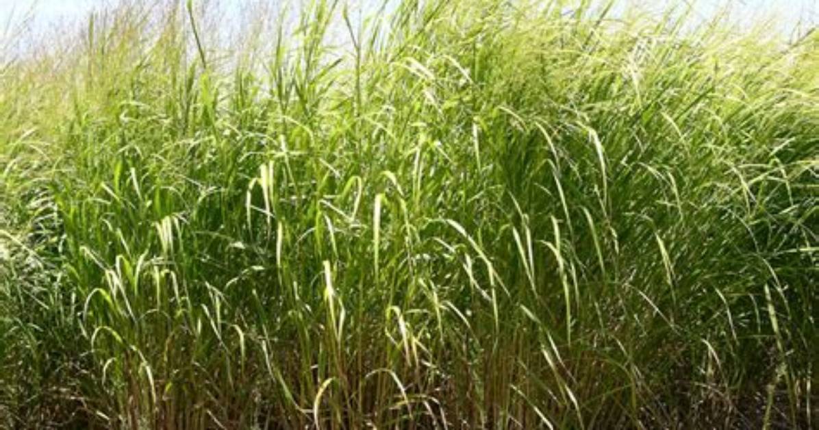 Does Switchgrass Come Back Every Year