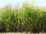 Does Switchgrass Come Back Every Year
