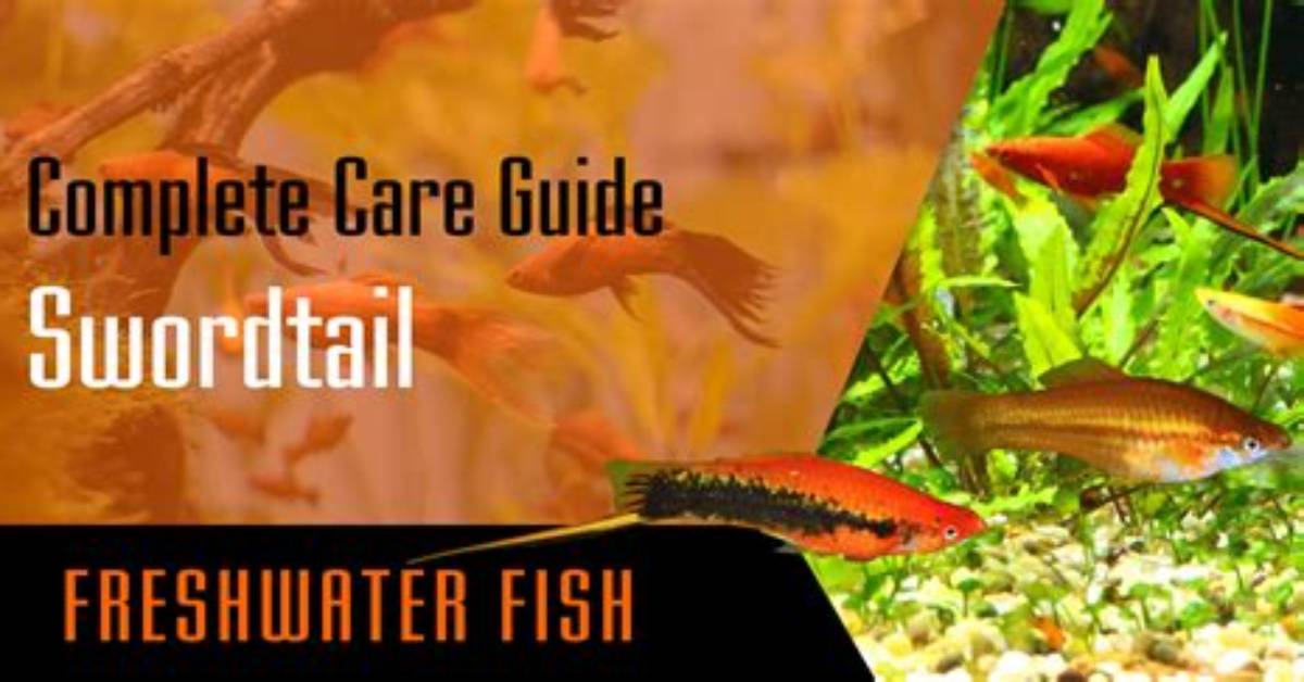 Does Swordtail Lay Eggs?