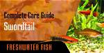 Does Swordtail Lay Eggs?