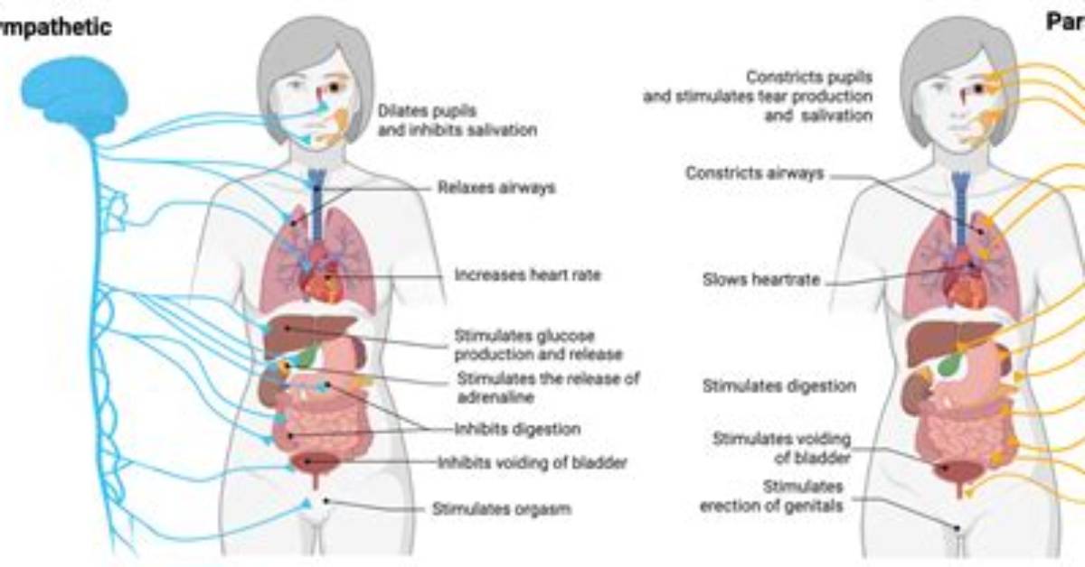 Does Sympathetic Increase Salivation?