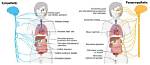 Does Sympathetic Increase Salivation?