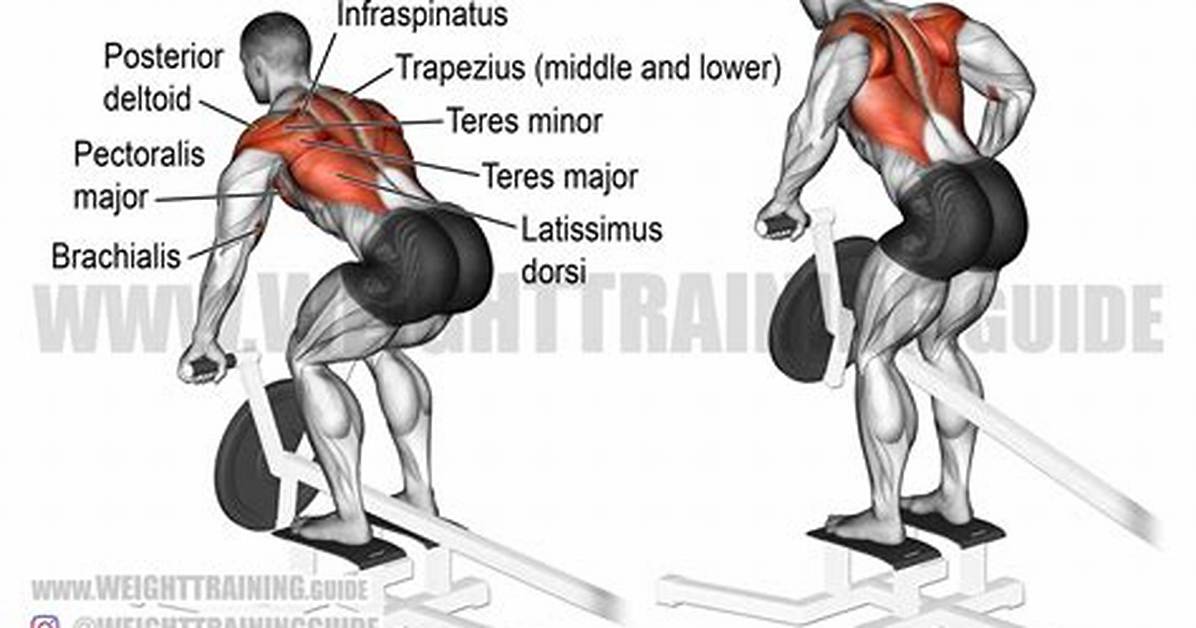 Does T Bar Row Work Upper Back?