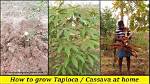 Does Tapioca Come from a Plant?
