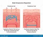 Does Temperature Regulating Sheets Work?