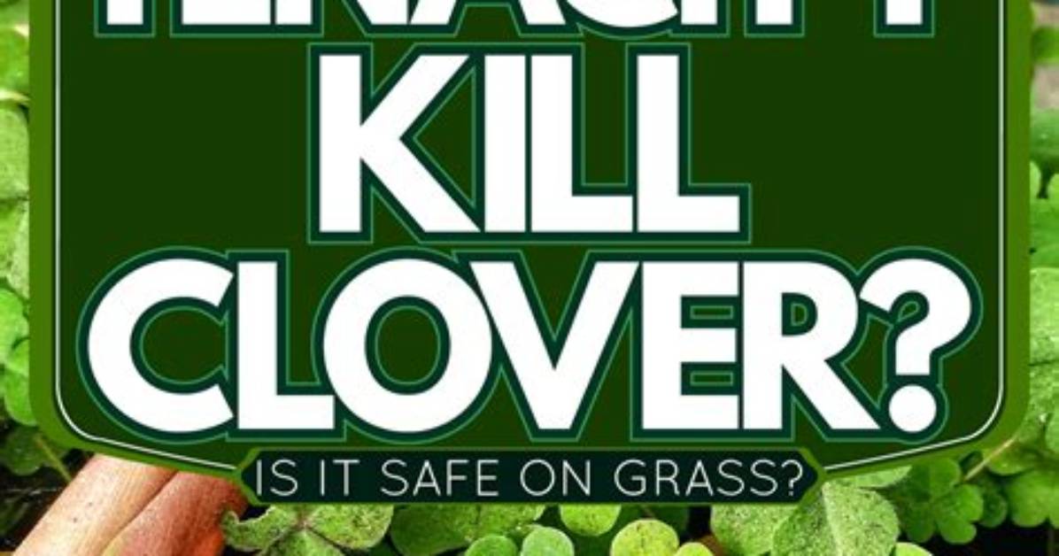 Does Tenacity Kill Clover?