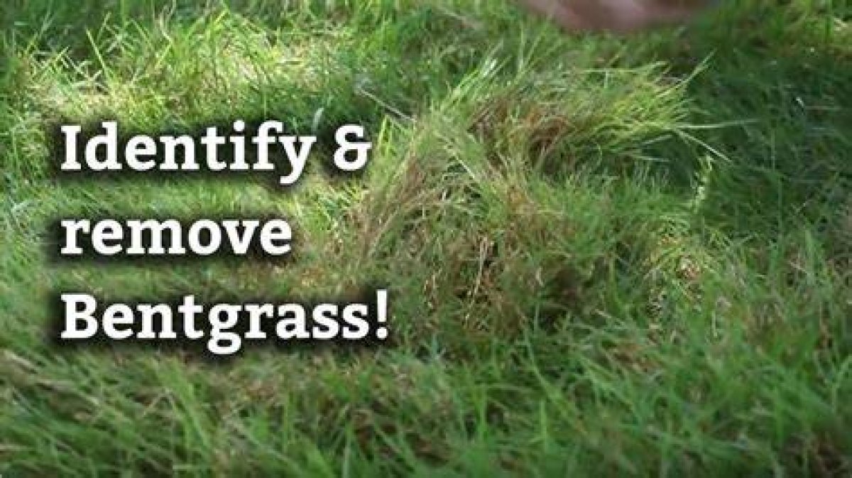 Does Tenacity Kill Creeping Bentgrass?