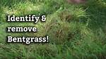 Does Tenacity Kill Creeping Bentgrass?