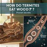 Does Termites Eat Mdf?