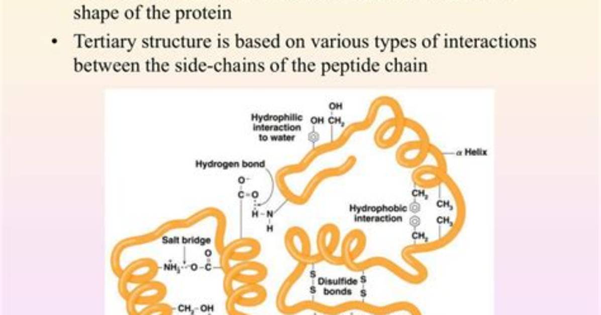 Does Tertiary Structure Determine Function?