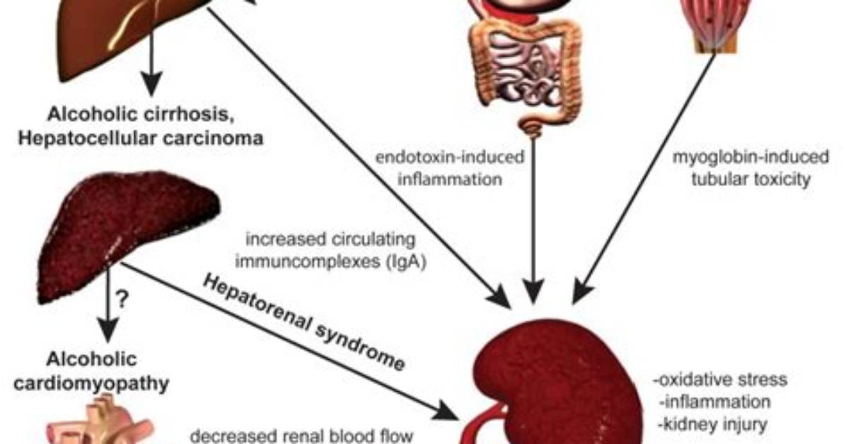 Does Thallium Affect the Kidneys?