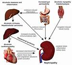 Does Thallium Affect the Kidneys?