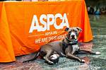 Does the Aspca Pay Well