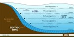 Does the Benthic Zone Receive Sunlight?