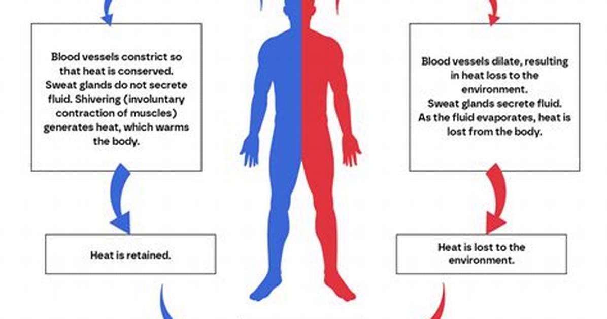 Does the Body Regulate Temperature?