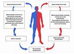 Does the Body Regulate Temperature?