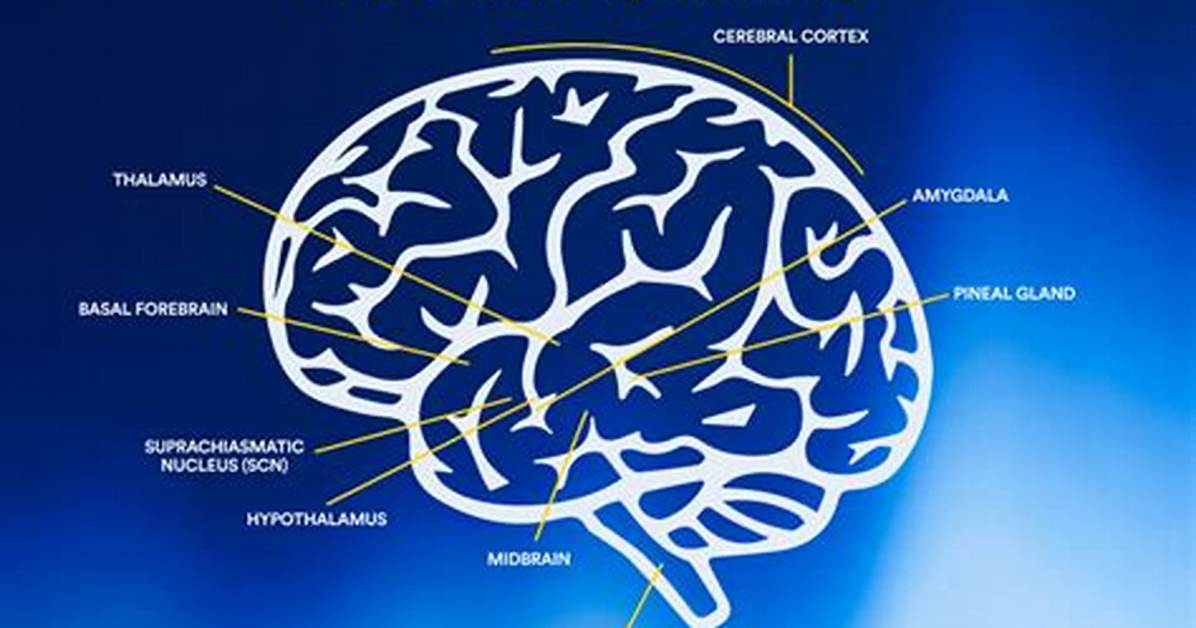 Does the Brain Stem Control Sleep?
