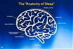 Does the Brain Stem Control Sleep?