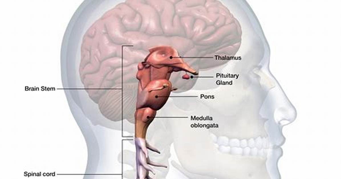 Does the Brain Stem Do?