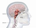 Does the Brain Stem Do?