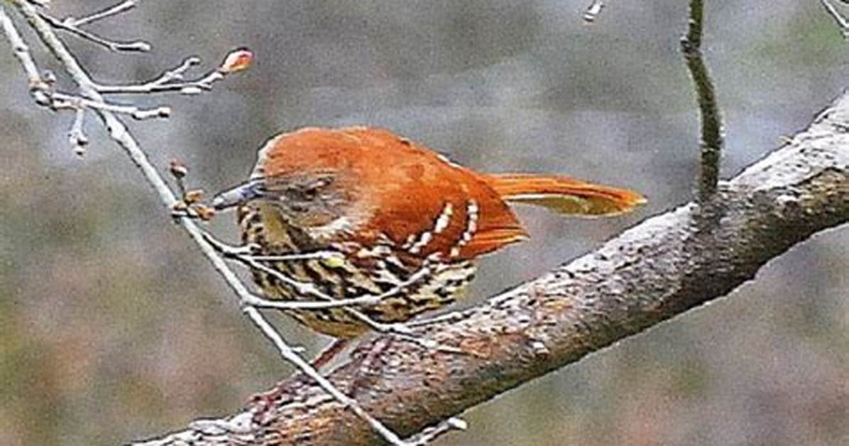 Does the Brown Thrashers Migrate?