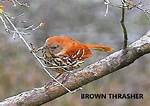 Does the Brown Thrashers Migrate?