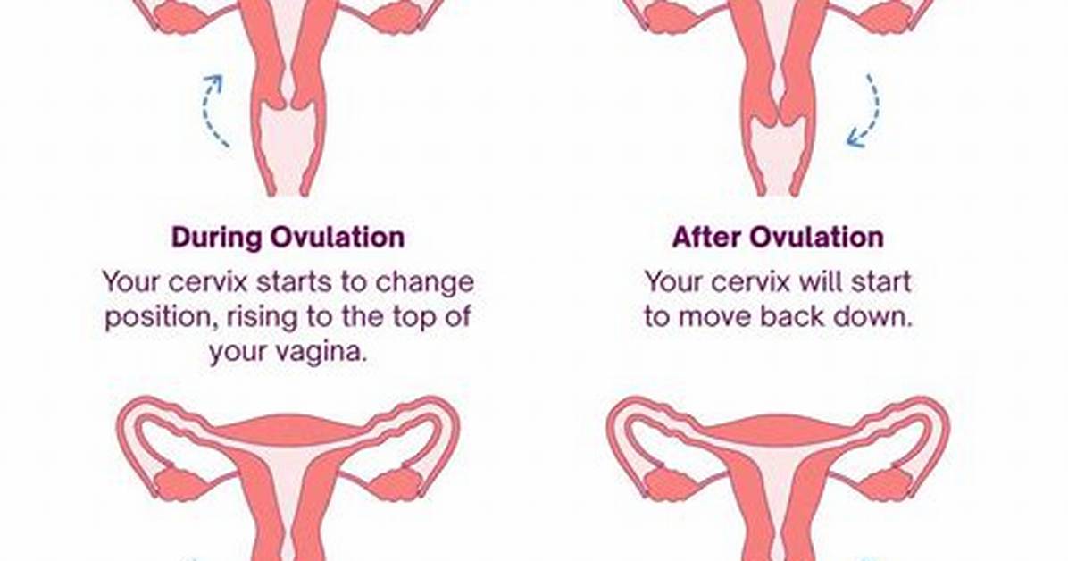 Does the Cervix Move?