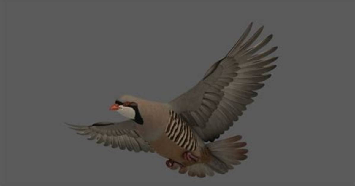 Does the Chukar Fly?