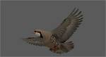Does the Chukar Fly?