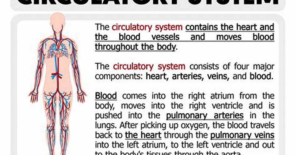 Does the Circulatory System Do?