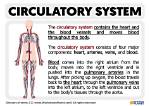 Does the Circulatory System Do?